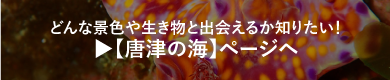 どんな景色や生き物と出会えるか知りたい！唐津の海 ページヘ