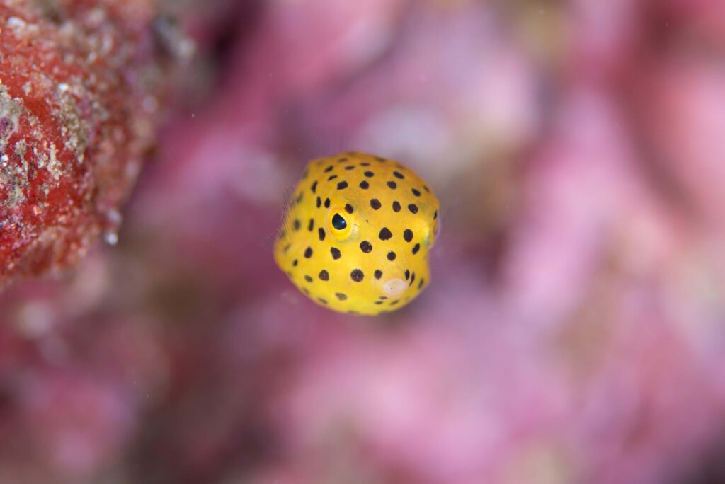 ミナミハコフグ幼魚