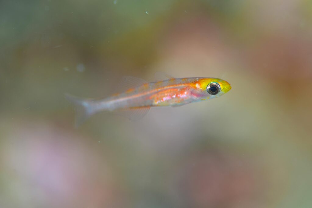 チャガラの幼魚